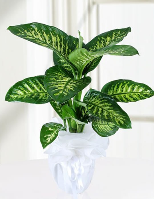 Tropik Dieffenbachia